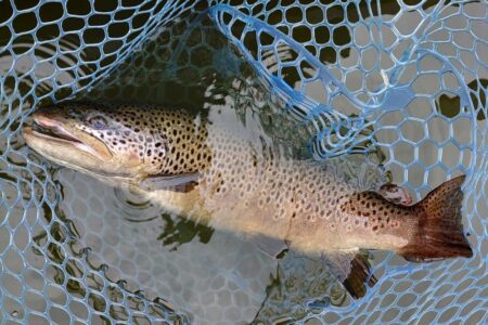 意外と難しい ～岡崎トラウトポンド～